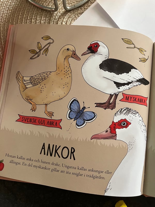 ankor