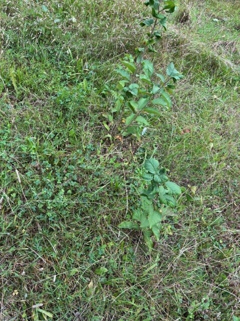 natur 1