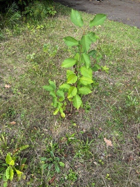 natur 2