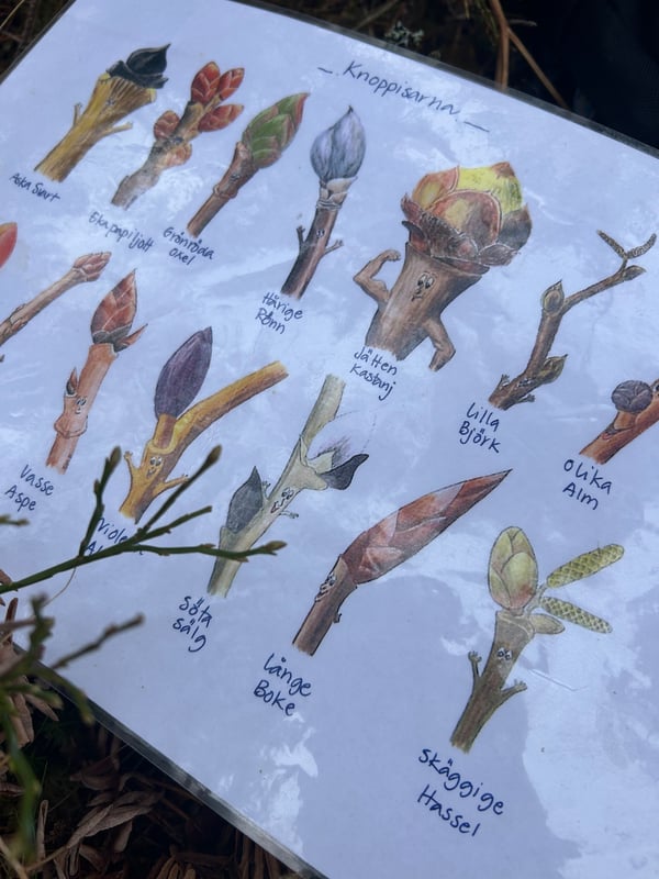 vårtecken knoppisar